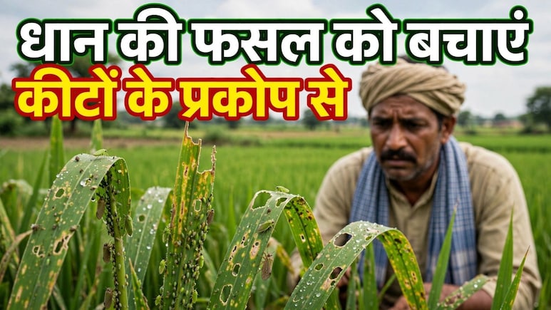 धान में कीटों को कैसे नियंत्रित करें? धान की फसल में नमक डालने से क्या होता है, जान&zwj;िए यहां