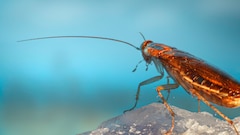 Cockroach Milk Becoming A Future Superfood? Elon Musk Has This To Say