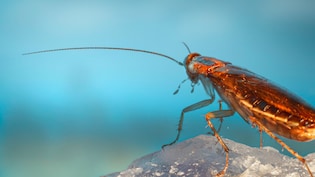 Cockroach Milk Becoming A Future Superfood? Elon Musk Has This To Say