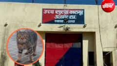 सांप से बचाई लॉरेंस गैंग के साथी की जान, अब अजमेर की हाई-सिक्योरिटी जेल में बिल्लियां भी 'सिक्योरिटी गार्ड'!
