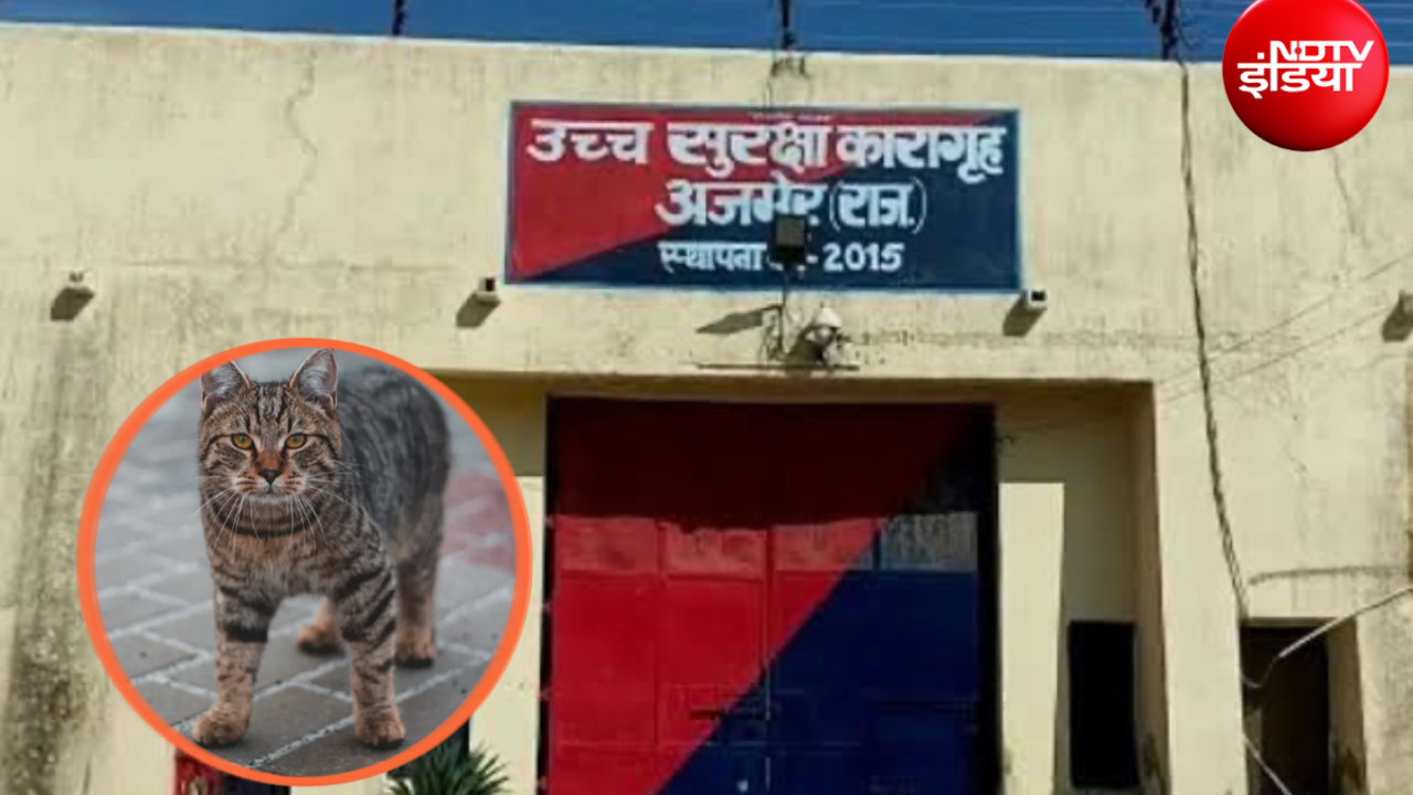 सांप से बचाई लॉरेंस गैंग के साथी की जान, अब अजमेर की हाई-सिक्योरिटी जेल में बिल्लियां भी ‘सिक्योरिटी गार्ड’!