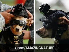 Mexico's Pint-Sized Soldier Has Narcos Running In Fear: A Chihuahua Named Comando