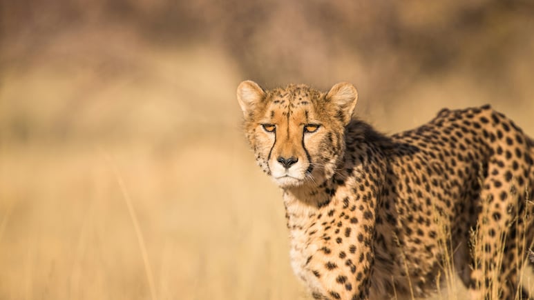 India's Cheetah Project Faces Alarm As 19-Month-Old Big Cat Dies Of Gunshot Injuries