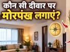 घर के मंदिर में कितने मोर पंख रखने चाहिए? एस्ट्रोलॉजर रजत से जानिए मोर पंख कौन सी दीवार पर लगाना चाहिए
