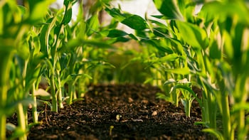 Wrong Labels, High Pesticide Residues Holding Back Agri Exports | The Reason Why