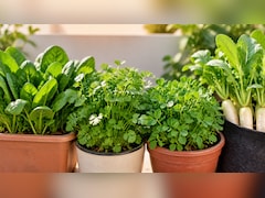 अक्टूबर में लगाएं ये 5 सब्जियां, पूरी सर्दी किचन गार्डन से मिलेंगी हरी और फ्रेश सब्जियां