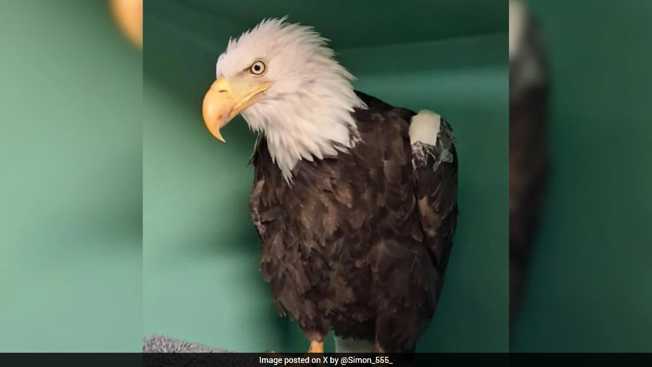 Internet Sensation Jackie The Bald Eagle Died Of Bird Flu In US