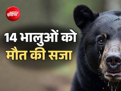 अमेरिका में 14 भालुओं को सजा-ए-मौत, बचाने वालों ने ही एक साथ मार डाला