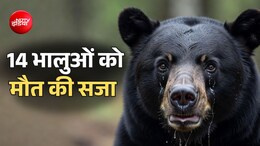 अमेरिका में 14 भालुओं को सजा-ए-मौत, बचाने वालों ने ही एक साथ मार डाला