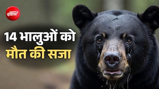 अमेरिका में 14 भालुओं को सजा-ए-मौत, बचाने वालों ने ही एक साथ मार डाला