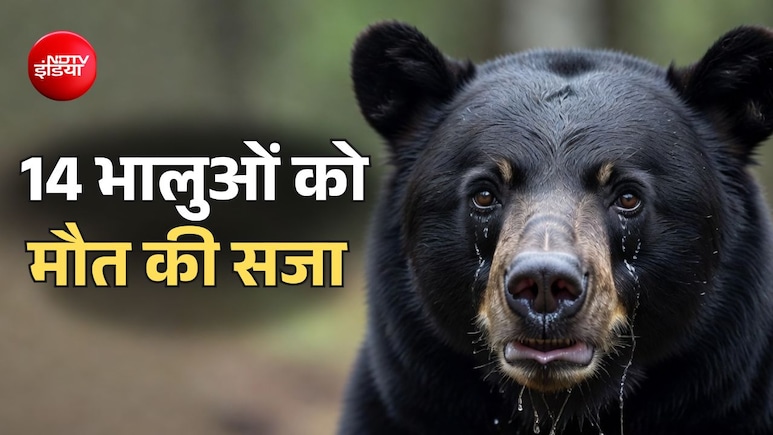 अमेरिका में 14 भालुओं को सजा-ए-मौत, बचाने वालों ने ही एक साथ मार डाला