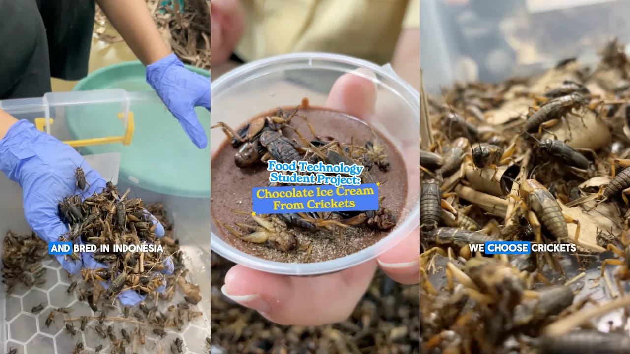 Video: 'Highest Protein Content': Student Turns Crickets Into Chocolate Ice Cream