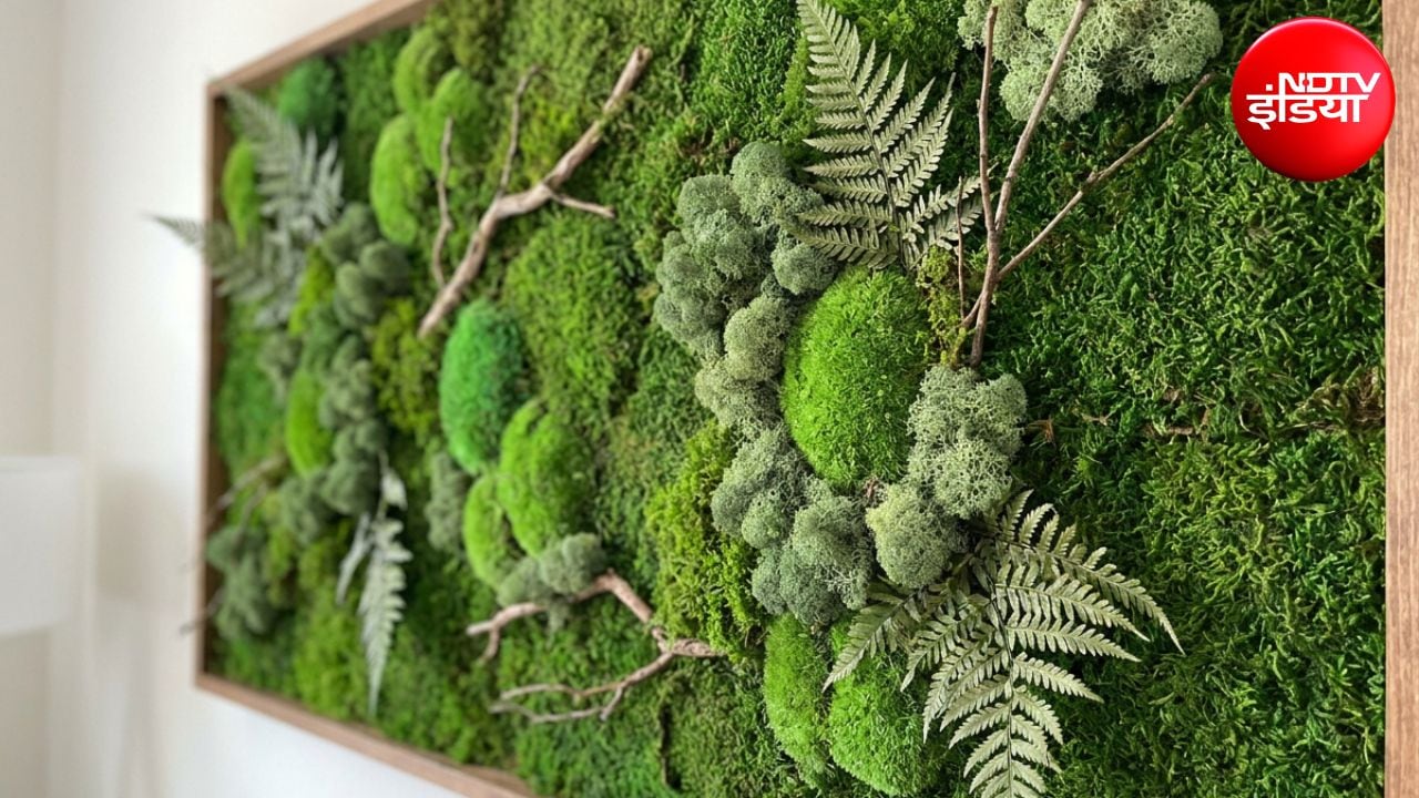 DIY Moss Wall: घर की खाली दीवार को देना है नेचुरल और लग्जरी लुक? ऐसे बना लें मॉस वॉल, जान लें सबसे आसान तरीका