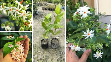 गमले में पारिजात कैसे उगाएं? घर पर हरसिंगार का पौधा लगाने का आसान तरीका