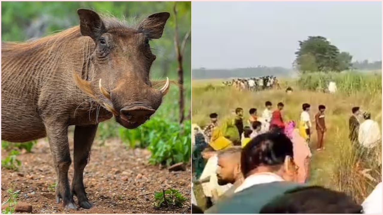जंगली सुअर से धान बचाने के लिए खेत में बिछाया बिजली का तार,  भैंस खोजने निकले पति-पत्नी चपेट में आए, 3 की दर्दनाक मौत
