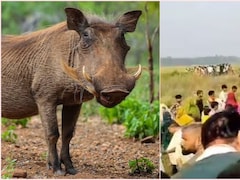 जंगली सुअर से धान बचाने के लिए खेत में बिछाया बिजली का तार,  भैंस खोजने निकले पति-पत्नी चपेट में आए, 3 की दर्दनाक मौत