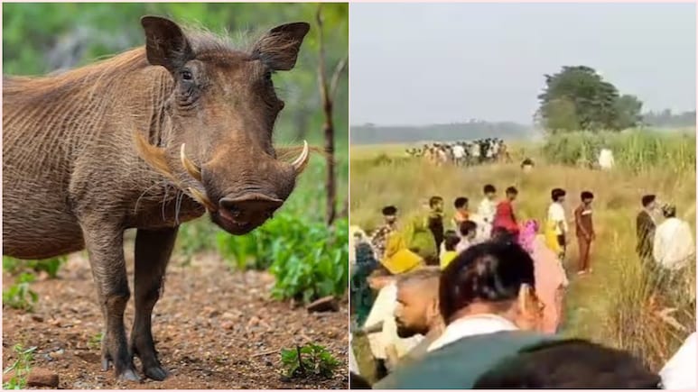 जंगली सुअर से धान बचाने के लिए खेत में बिछाया बिजली का तार,  भैंस खोजने निकले पति-पत्नी चपेट में आए, 3 की दर्दनाक मौत