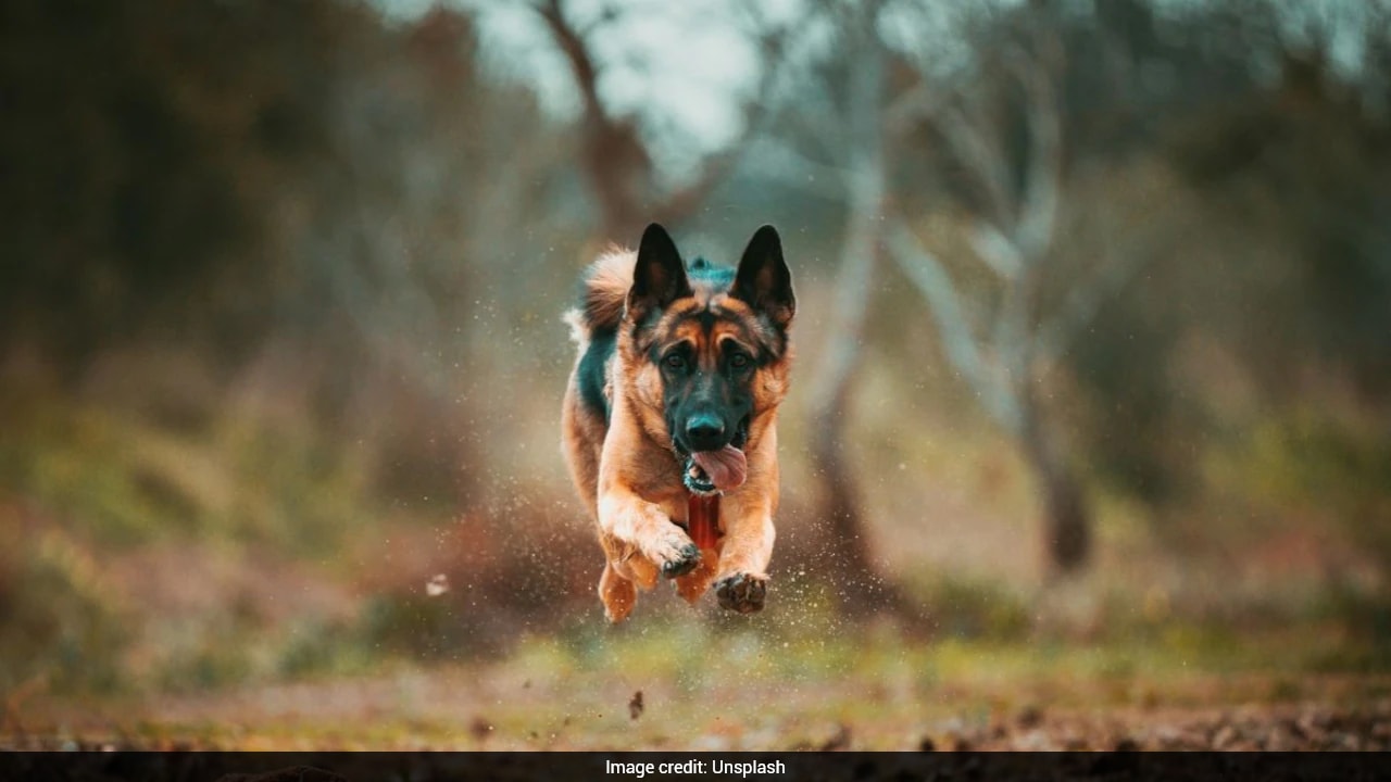 Genetically Engineered Military Dogs? US-Based Startup Raises $200 Million For Ambitious Project