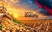 India's Soybean Output Shrinks Despite More Sowing As Dry Spells Hit Key States