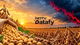 India's Soybean Output Shrinks Despite More Sowing As Dry Spells Hit Key States