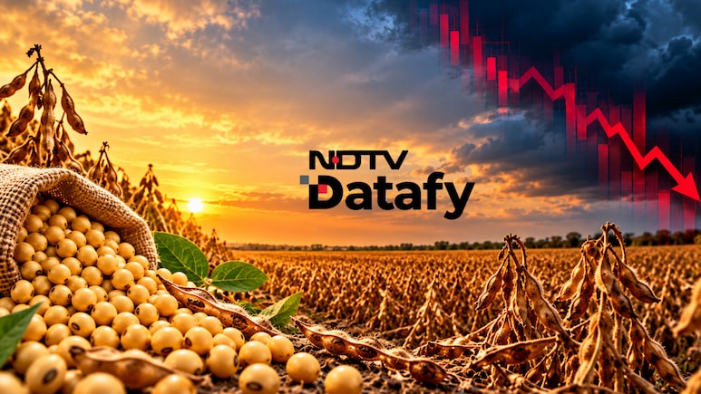India's Soybean Output Shrinks Despite More Sowing As Dry Spells Hit Key States