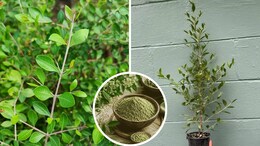 Mehendi Plant Gowing Tips: गमले में उगाना है मेहंदी का पौधा? तो कैसी हो मिट्टी, जानें पानी और खाद देने का सही तरीका