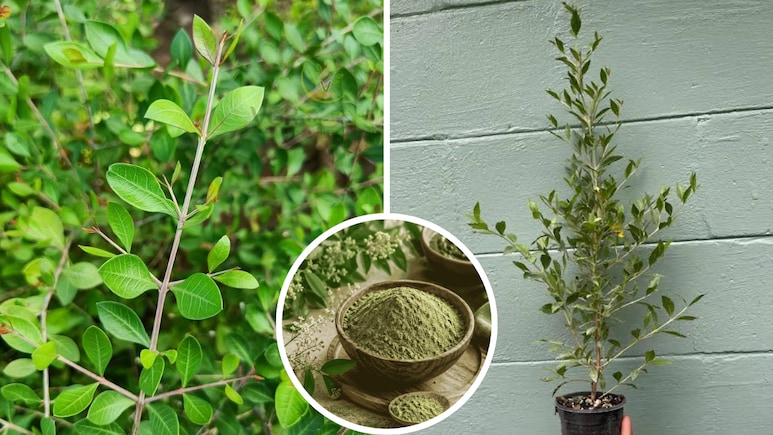 Mehendi Plant Gowing Tips: गमले में उगाना है मेहंदी का पौधा? तो कैसी हो मिट्टी, जानें पानी और खाद देने का सही तरीका