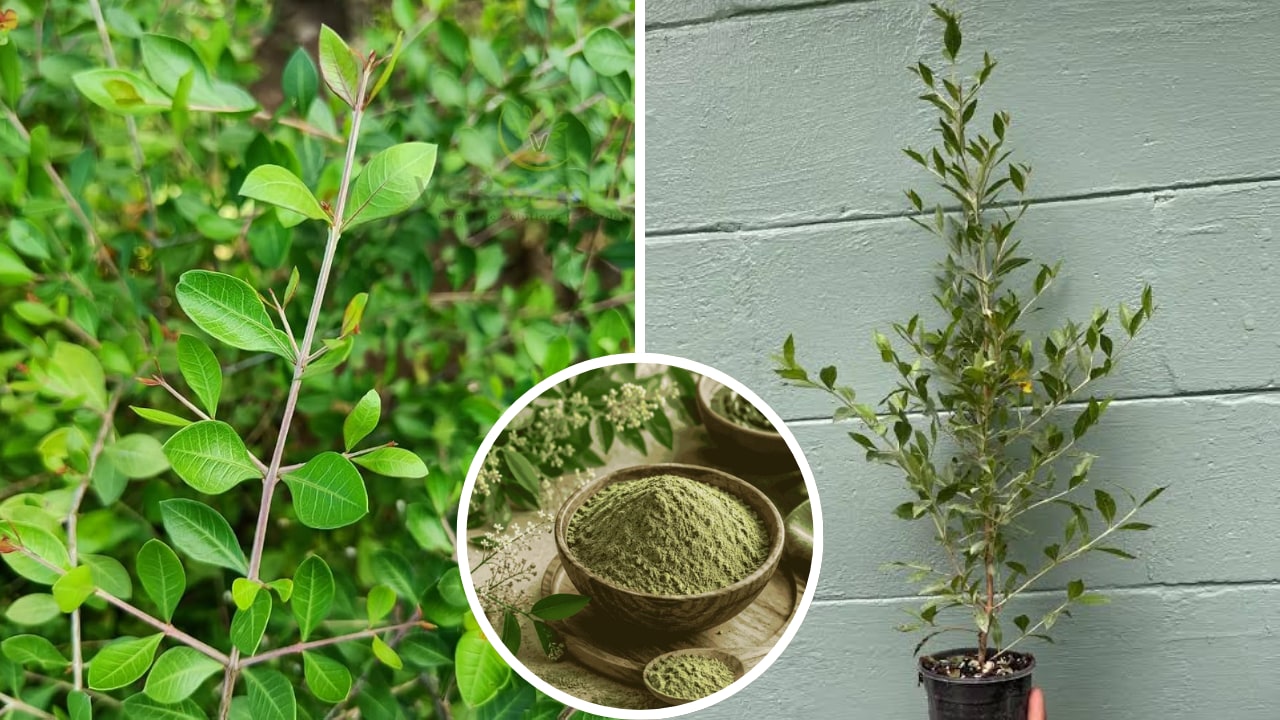 Mehendi Plant Gowing Tips: गमले में उगाना है मेहंदी का पौधा? तो कैसी हो मिट्टी, जानें पानी और खाद देने का सही तरीका