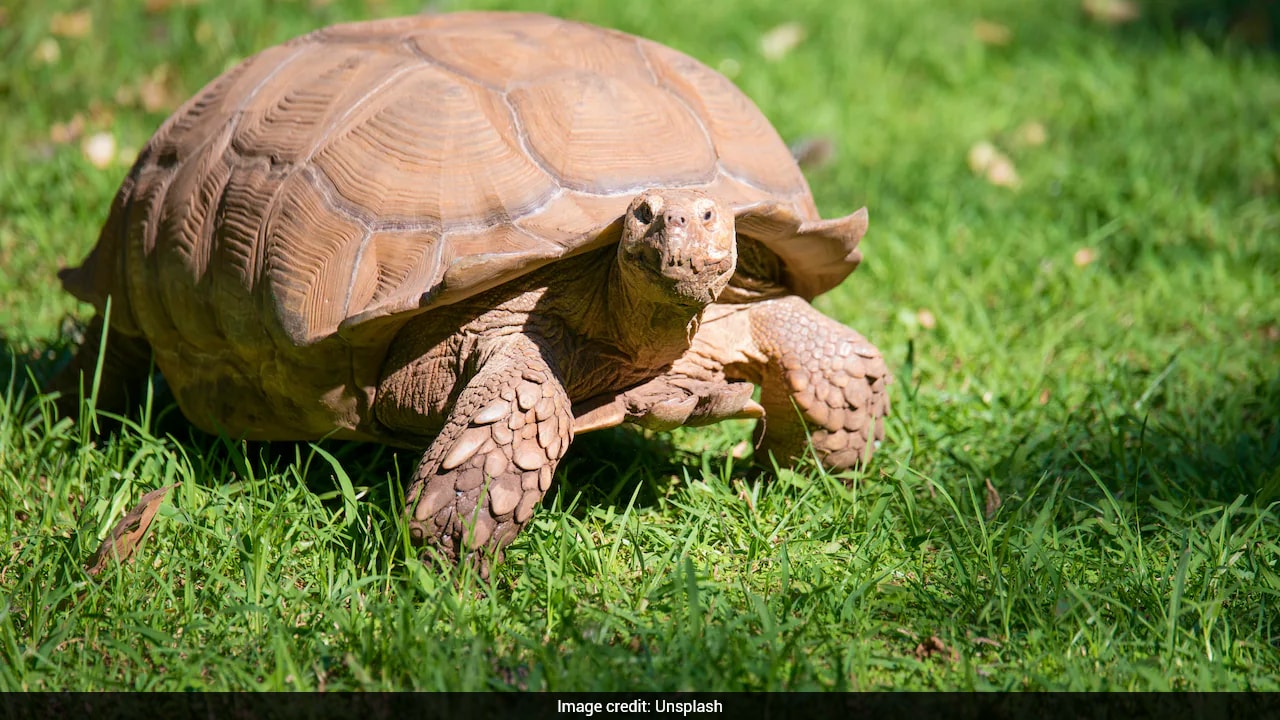 Giant Tortoises Make Remarkable Comeback, Now Outnumbering Humans In The Seychelles