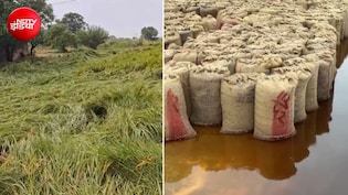 कहीं फसलें बर्बाद तो कहीं पानी में डूबा अनाज... बेमौसम बारिश से उत्तर भारत में बरपा कहर, हरियाणा की मंडी डूबी