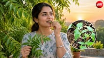 सुबह खाली पेट नीम के पत्ते चबाने से क्या होता है?