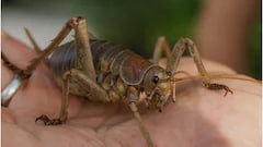 15-Year Conservation Effort Saves World's Heaviest Insect Species
