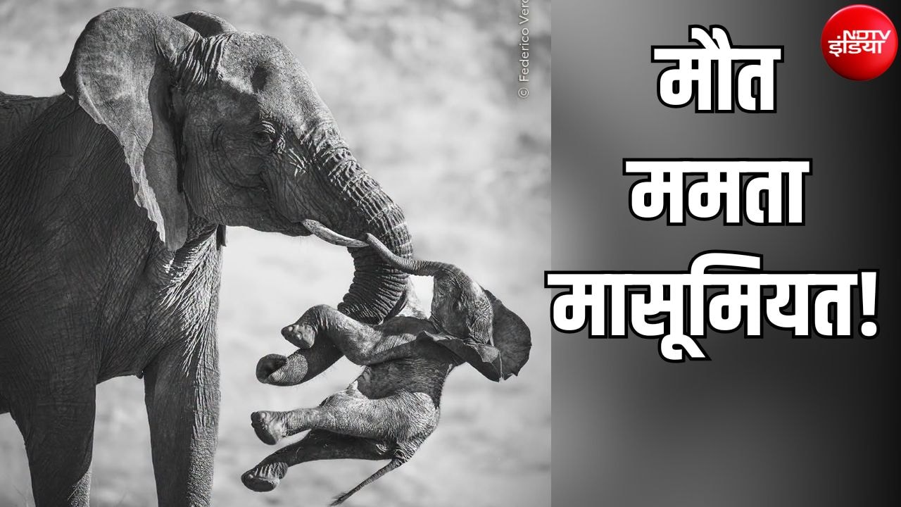 जब से अपना बच्चा मरा, तब से दूसरों के मरे बच्चे ढो रही ये हथिनी, तस्वीर को मिला सबसे बड़ा अवॉर्ड