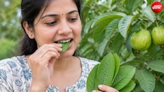 खाली पेट अमरूद की पत्तियां चबाने से क्या होता है?