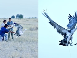 Endangered Great Indian Bustard Takes Fresh Flight, But Experts Sound Alarm