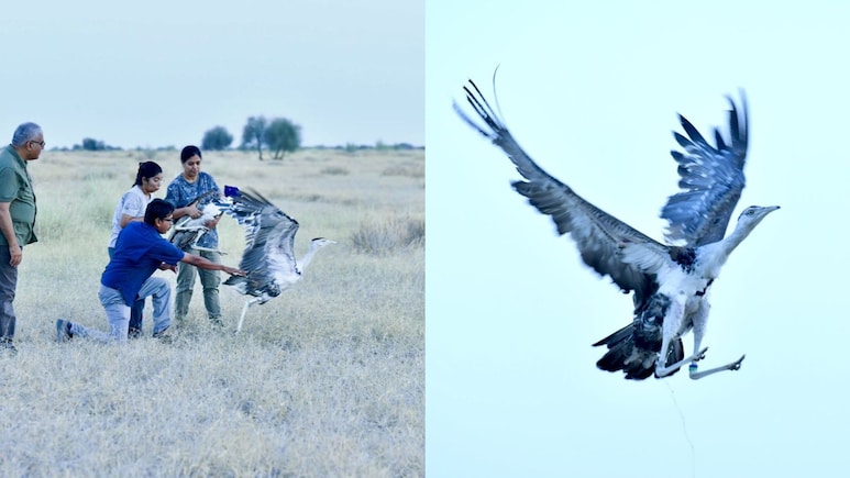 Endangered Great Indian Bustard Takes Fresh Flight, But Experts Sound Alarm