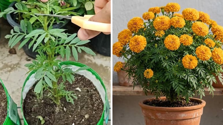 गेंदे के पौधे पर सिर्फ पत्तियां आ रही हैं, फूल नहीं? घर की इन 3 चीजों से बनाएं खाद, भर-भर के खूब आएंगे फूल