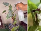 घर पर पौधों से कीड़े भगाने वाला स्प्रे कैसे बनाएं? गार्डनिंग एक्सपर्ट ने बताया कीटनाशक स्प्रे बनाने का तरीका