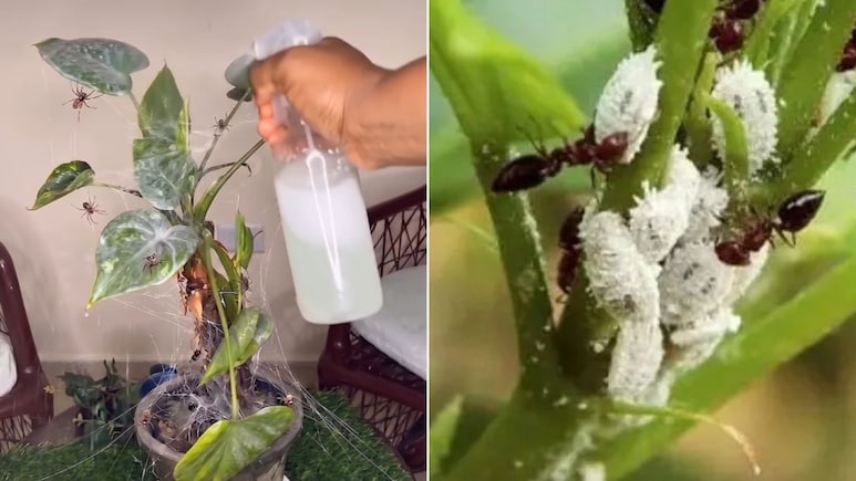 घर पर पौधों से कीड़े भगाने वाला स्प्रे कैसे बनाएं? गार्डनिंग एक्सपर्ट ने बताया पौधों के लिए कीटनाशक स्प्रे बनाने का तरीका
