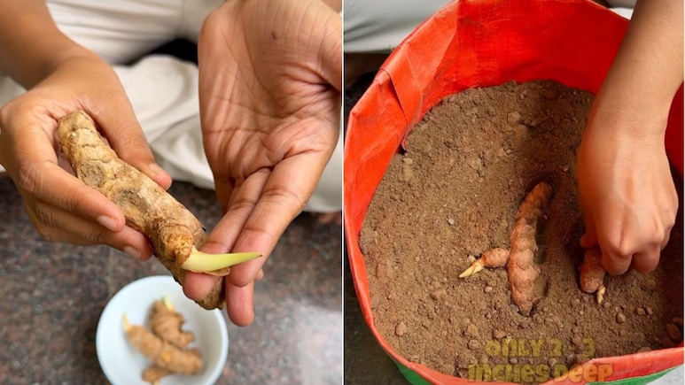 हल्दी कैसे लगाई जाती है? गार्डनिंग एक्सपर्ट से जानें गमले में हल्दी कैसे लगाएं, हल्दी का पौधा कितने दिन में फल देता है