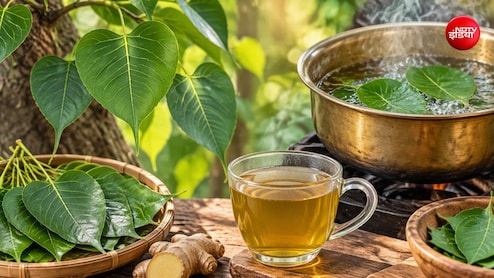 पीपल के पत्तों का काढ़ा कैसे बनाएं? नोट करें रेसिपी और फायदे