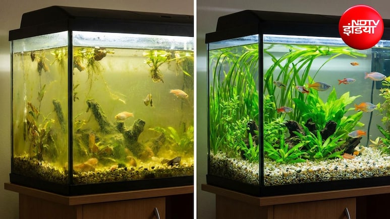 Aquarium Cleaning Tips: एक्वेरियम घर पर कैसे साफ करें? जानिए एक्वेरियम को कितने दिनों में साफ करना चाहिए