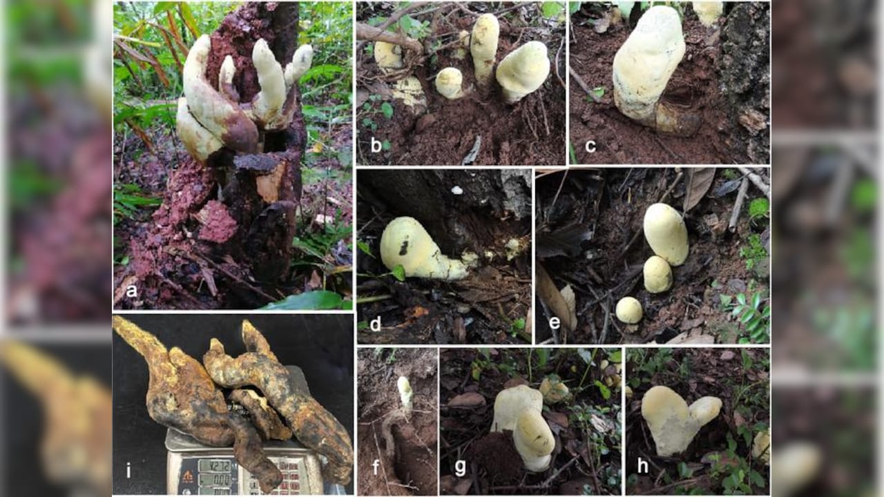 Scientists Discover ‘D-rex’—A Giant Prehistoric Fungus in China’s Yunnan Forests