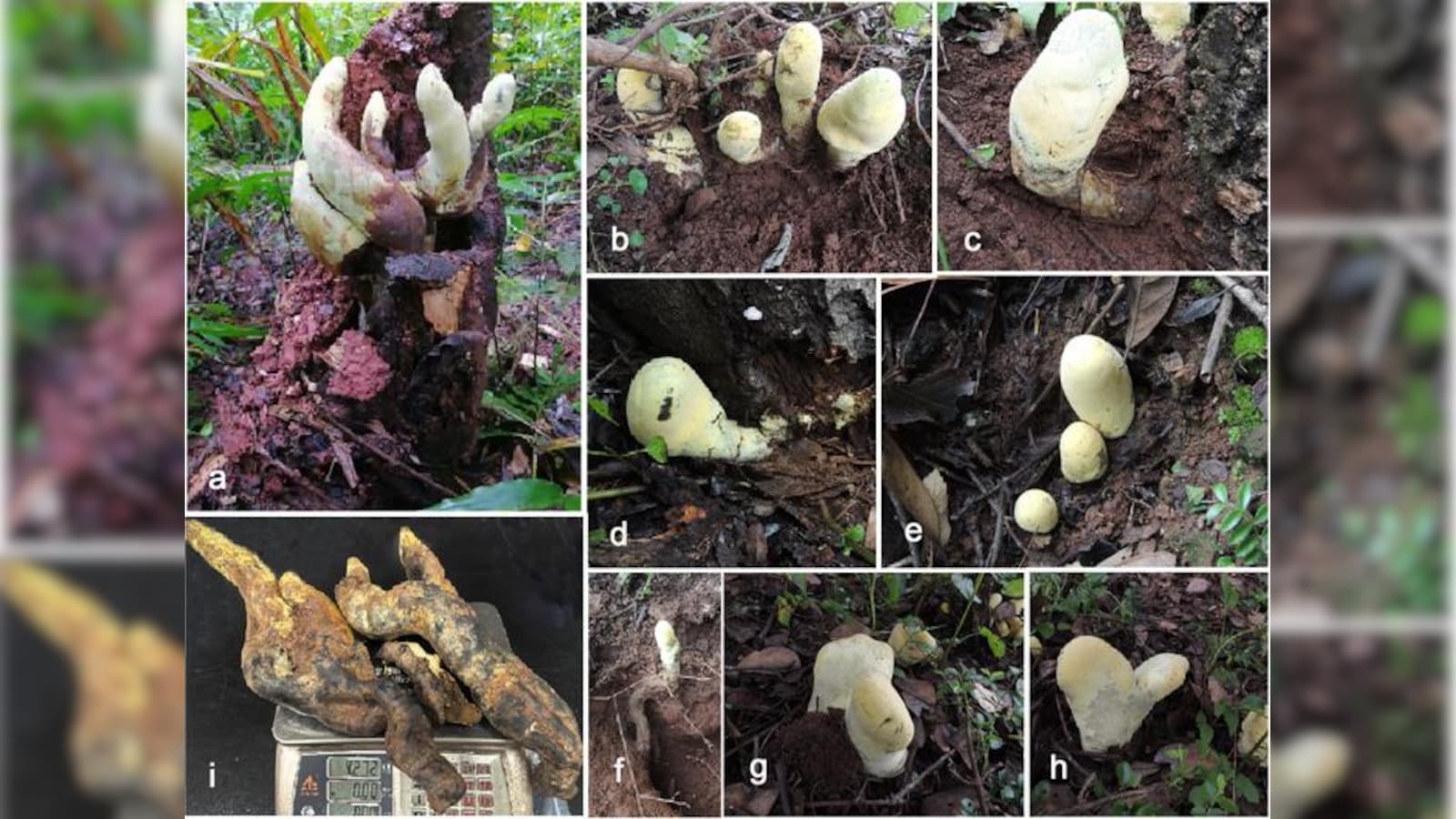 All About 'D-rex', The Massive Prehistoric Fungus Uncovered In China's Forests