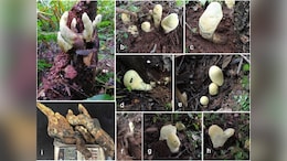 All About 'D-rex', The Massive Prehistoric Fungus Uncovered In China's Forests