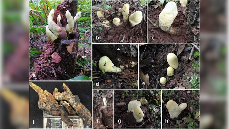 All About 'D-rex', The Massive Prehistoric Fungus Uncovered In China's Forests