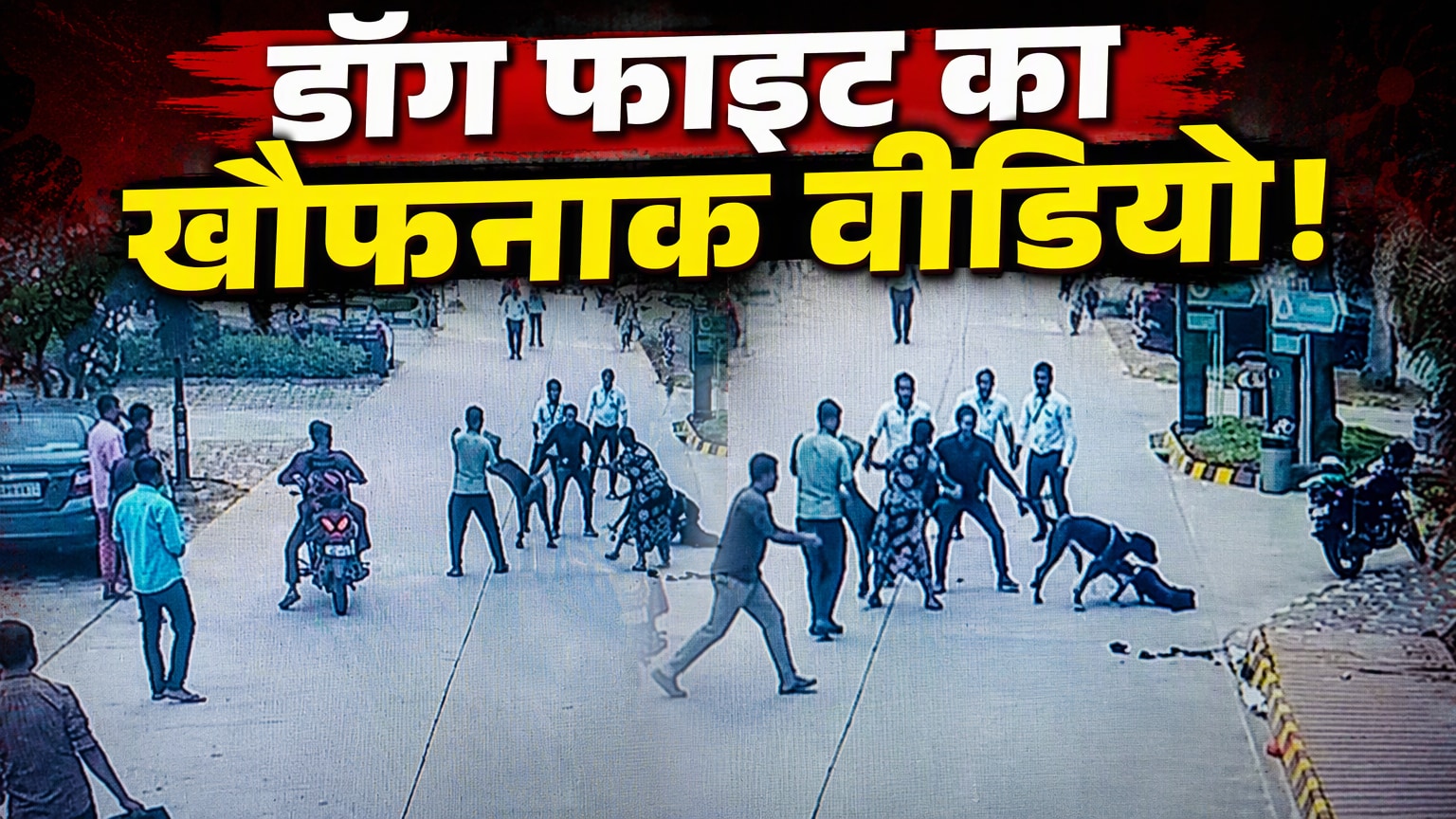 नोएडा में खूंखार कुत्‍ते ने पग को मार डाला, देखते रह गए लोग! CCTV फुटेज