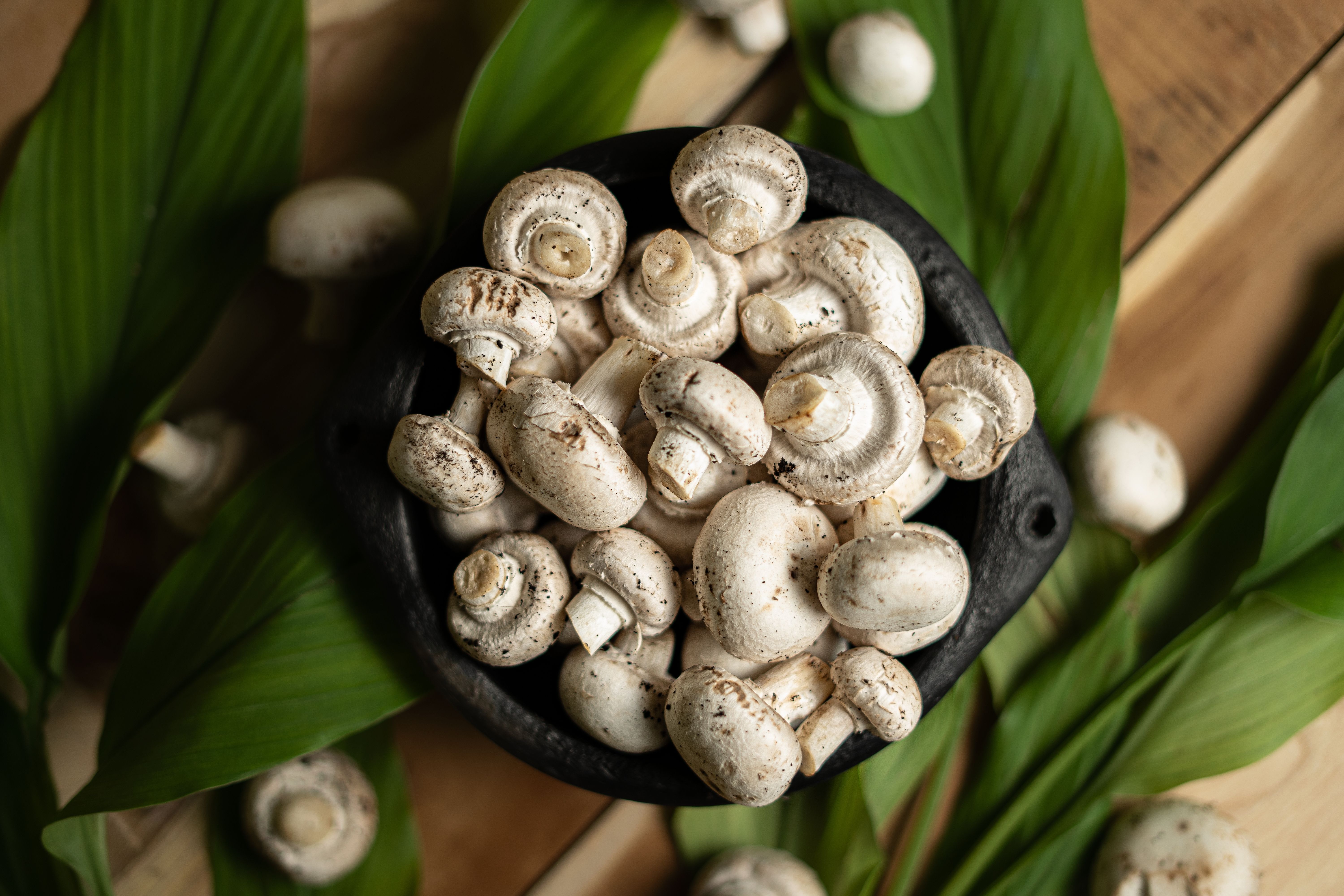 Which City Is Known As The Mushroom Capital Of India?