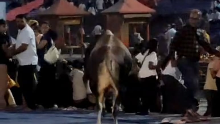 Video: Bull Charges At Ganga Aarti Crowd In Haridwar, Stampede-Like Situation
