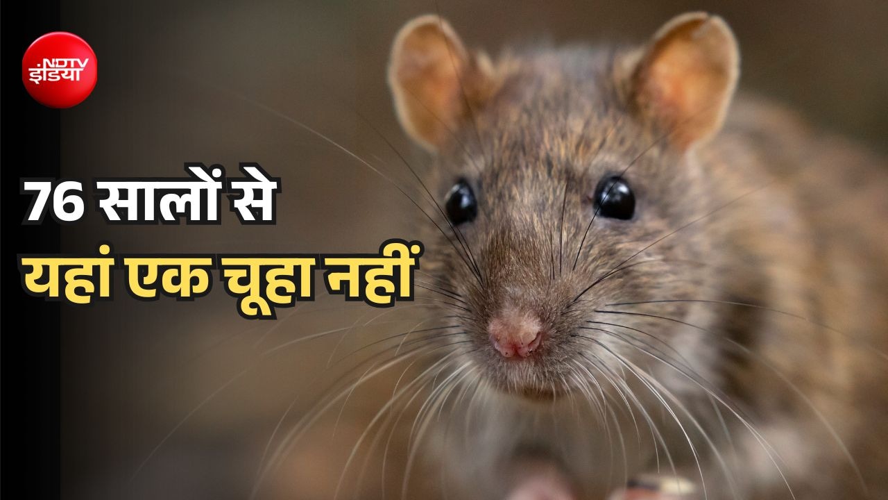 दुनिया में अकेला जगह जहां एक भी चूहा नहीं! अब एक मरे चूहे ने मचाया बवाल